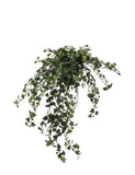 Lace Ivy Plant in Plastic Pot