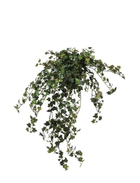 Lace Ivy Plant in Plastic Pot