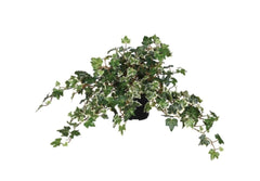 Variegated Needle Leaf Ivy in Black Plastic Cup