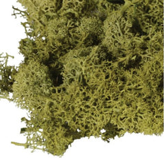 Large Bag of Real Green Moss