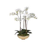 White Orchid Pretty Phalaenopsis Plants in Shallow Gold Glass Bowl