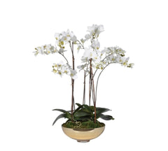 White Orchid Pretty Phalaenopsis Plants in Shallow Gold Glass Bowl