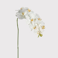 White Orchid Phal. Floppy