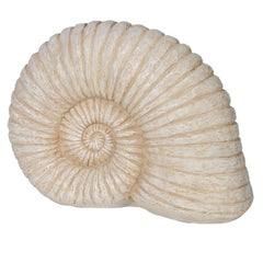 Large Ammonite Shell