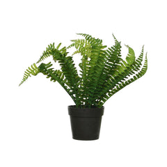 Boston Fern Plant in Black Pot