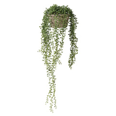String of Pearl Artificial Plant & Cement Pot