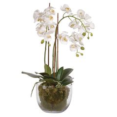 White Orchid Phalaenopsis Plants with Moss in Glass Bowl