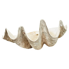 Giant Clam Shell