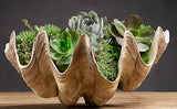 Giant Clam Shell