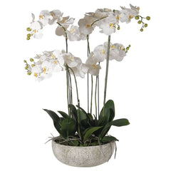 White Orchid Phalaenopsis Plants in Stone-look Bowl
