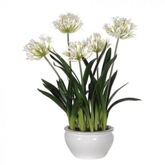 white Agapanthus Plant in White and Cream Glazed bowl