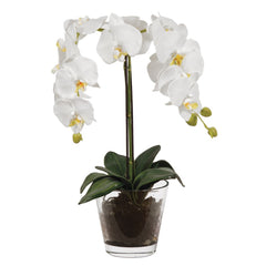 White Orchid Phalaenopsis Plant with Soil in Glass Pot
